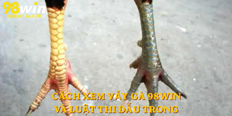 Cách xem vảy gà 98win và luật thi đấu trong 