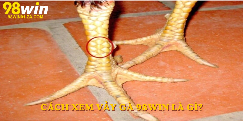 Cách xem vảy gà 98win là gì?