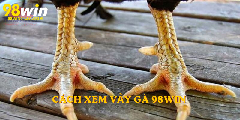 Cách xem vảy gà 98win